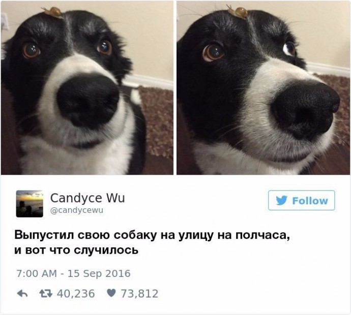 Твиты о забавных собаках