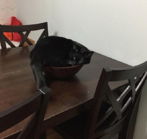 Кошки, которым приглянулись вазы для фруктов