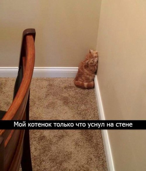 Новые прикольные фотомемы