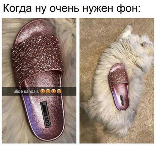 Новые прикольные фотомемы