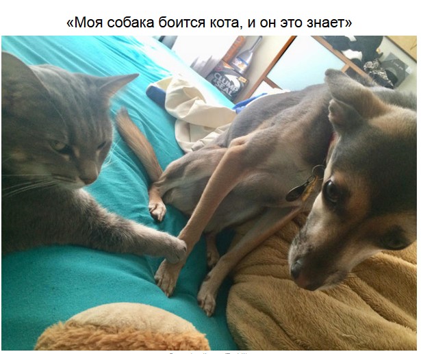 Смешные фотографии котов и собак