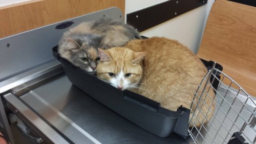 Смешные кошки, осознавшие, что попали к ветеринару