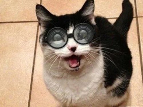 Кошки в очках, которые вызовут вашу улыбку