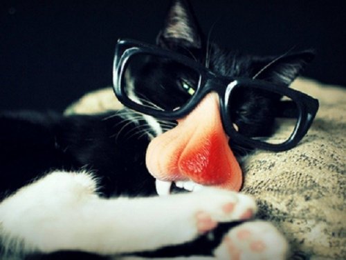 Кошки в очках, которые вызовут вашу улыбку