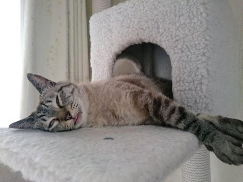 Спящие животные, вид которых вас рассмешит