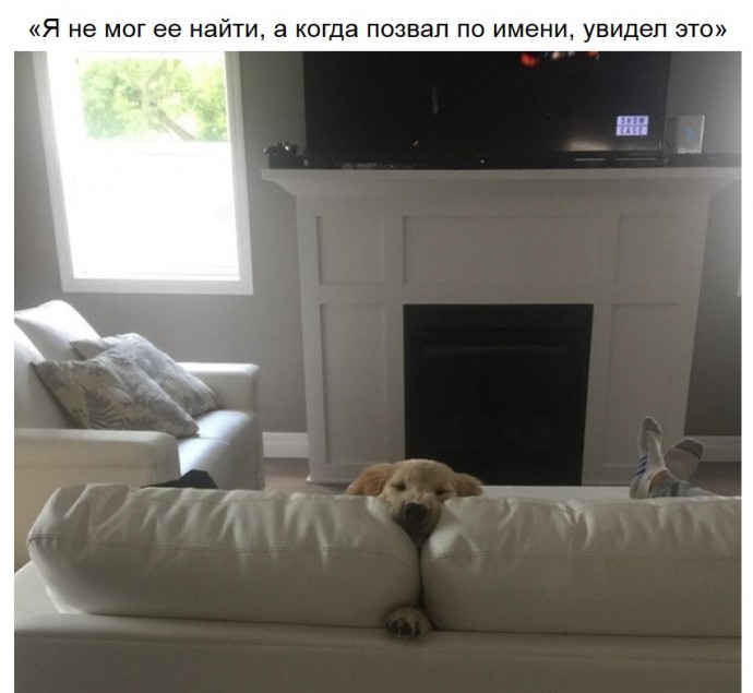 Эти забавные собаки