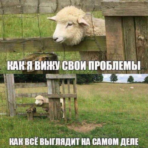 Фотоприколы со зверушками