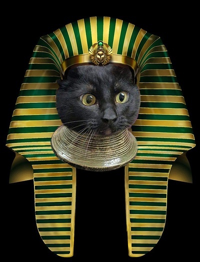 Фотожабы на кота Фотожабы на кота