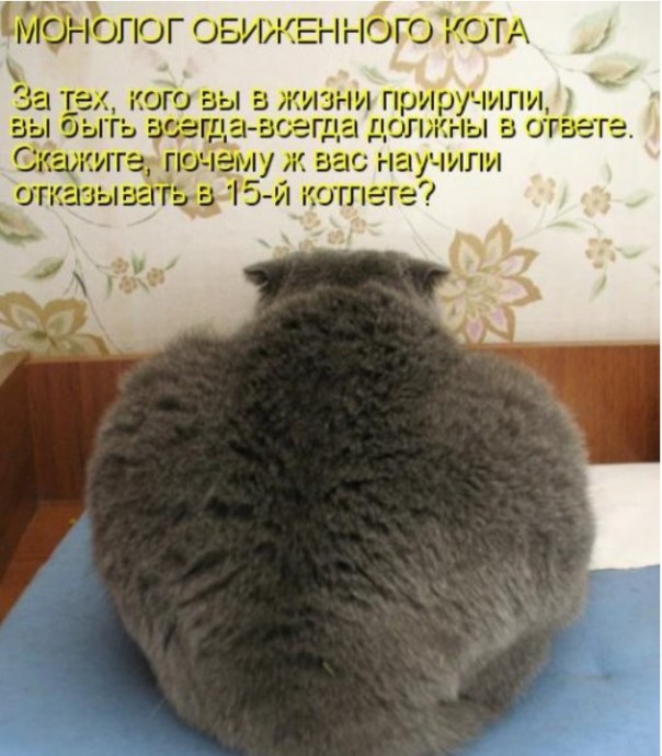 Свежая котоматрица