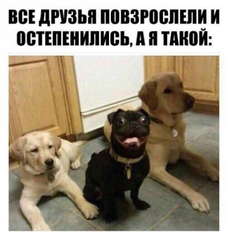 Смешные фотомемы