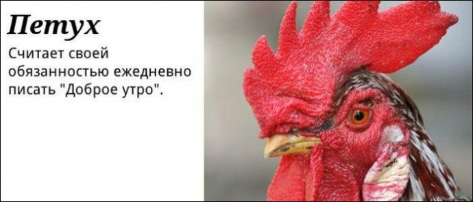 Типы интернет-пользователей