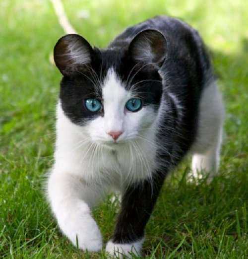 Смешные кошки с необычными ушами