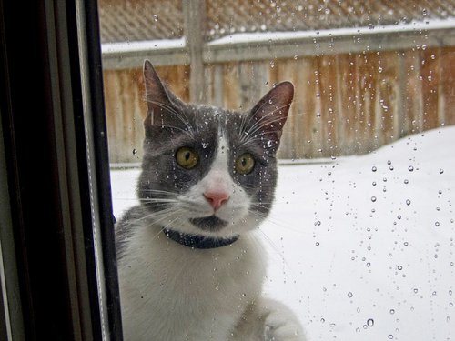 Реакция кошек на первый снег