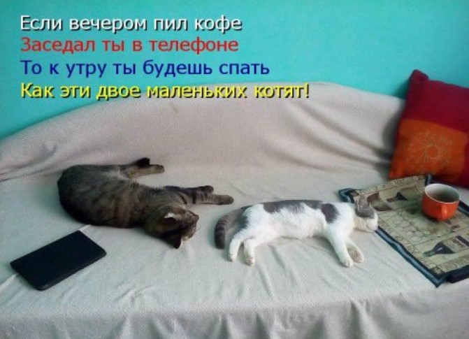 Свежая котоматрица