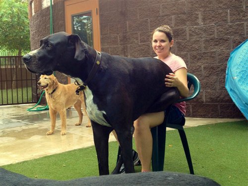 Огромные собаки, которые не прочь впасть в детство