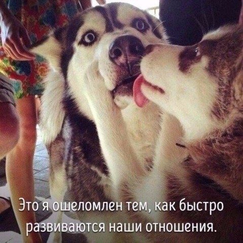 Животные, которые ведут себя совсем как люди