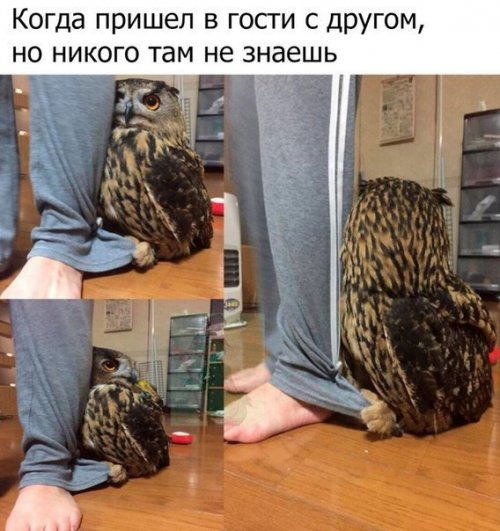 Новые прикольные фотомемы