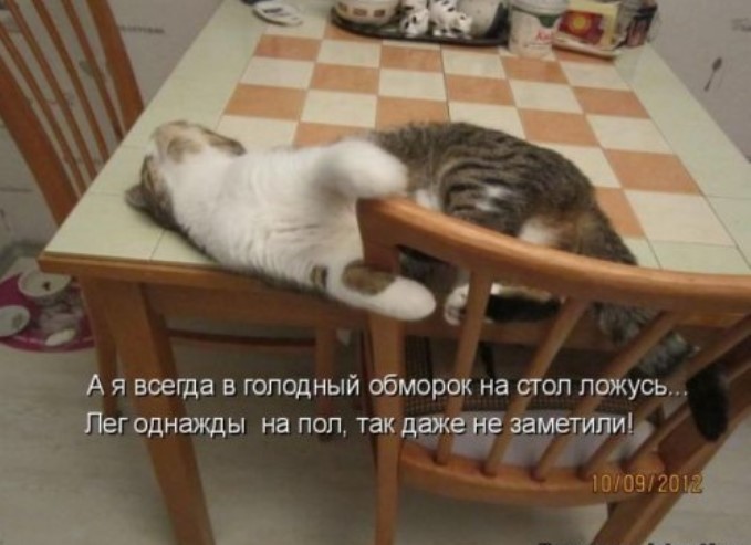 Смешная котоматрица