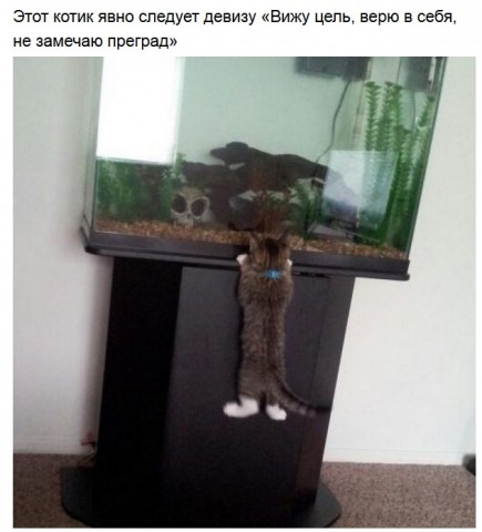 Забавные ситуации