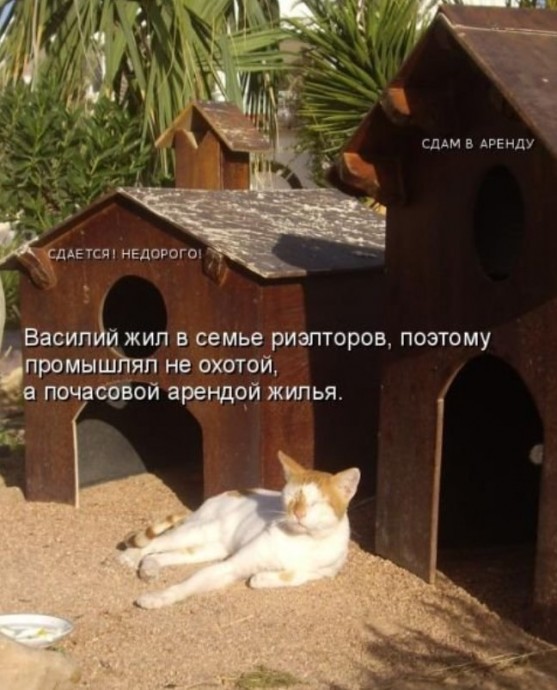 Смешная котоматрица