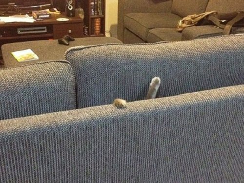Кошки в диванах