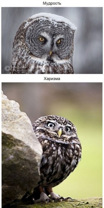 Основные качества сов
