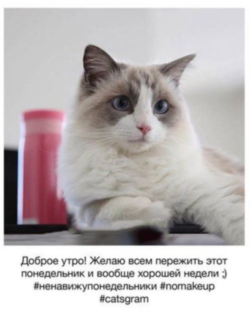 Если бы у кошек был аккаунт в Instagram