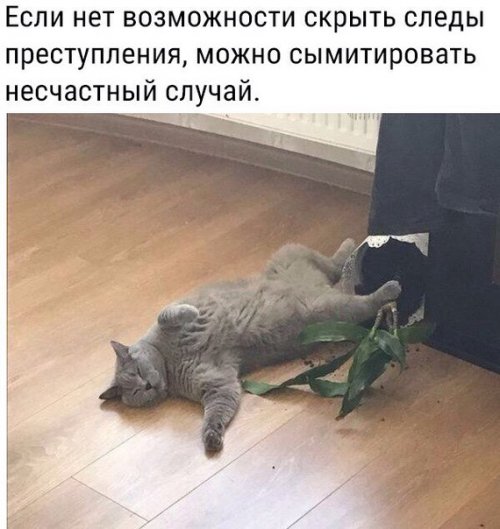 Смешные фотомемы