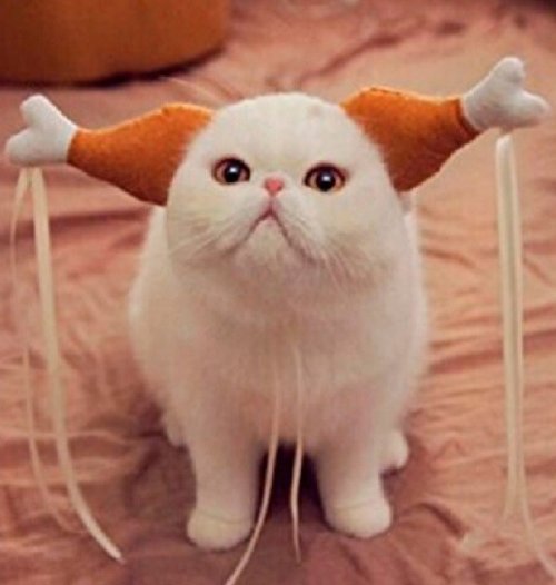 Смешные кошки с необычными ушами