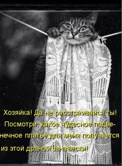 Свежая котоматрица для всех