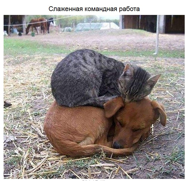 Смешные фотографии котов и собак
