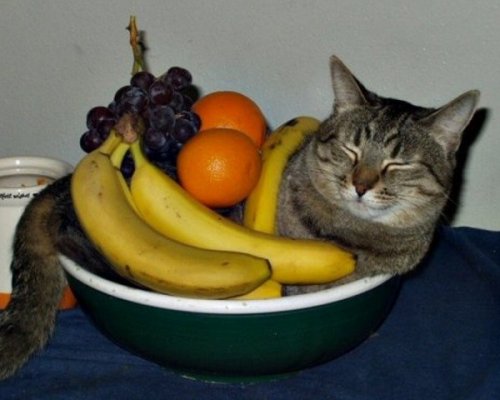Кошки, которым приглянулись вазы для фруктов