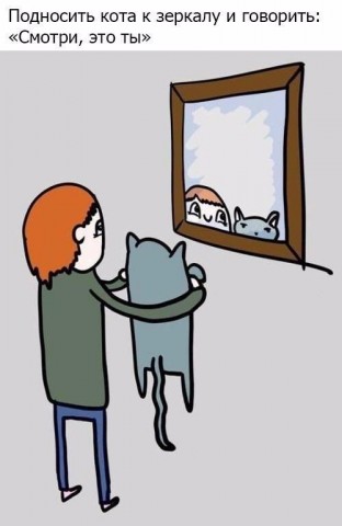 Нeсколько вeщей, которыe дeлают все котовладeльцы