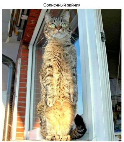 Смешные фотографии котов и собак