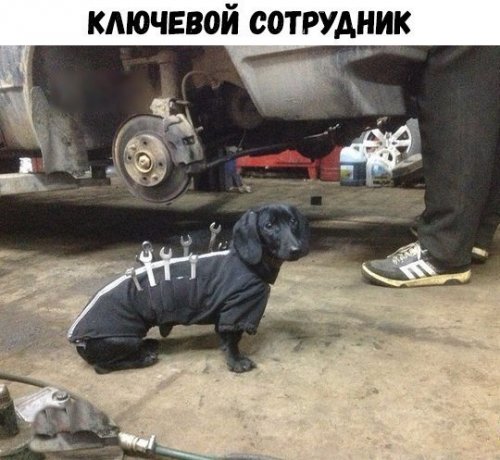 Свежие АВТОприколы