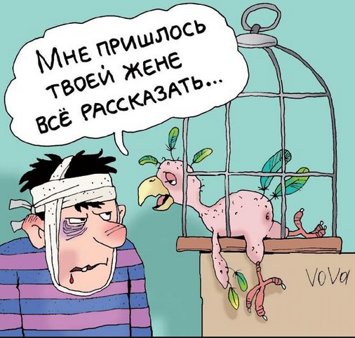 Вот почему не стоит заводить говорящих попугаев 0 Вот почему не стоит заводить говорящих попугаев 0