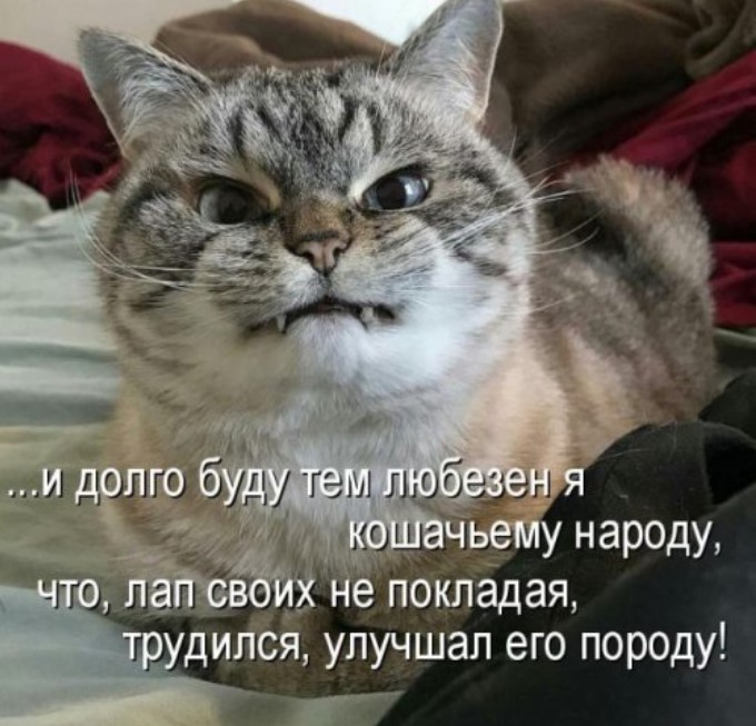 Лучшая котоматрица недели