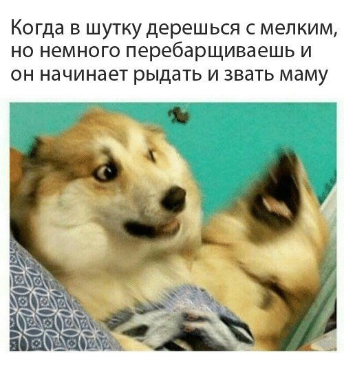 Новые прикольные фотомемы