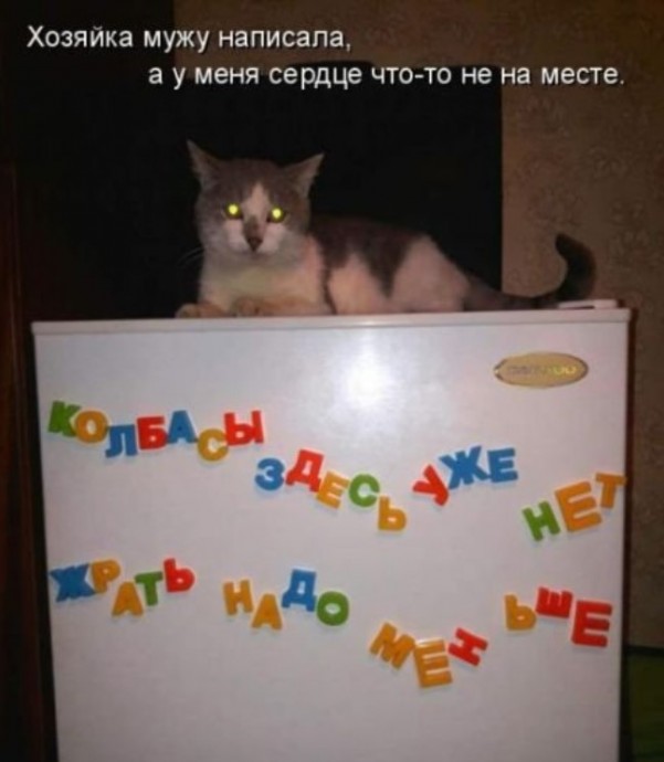 Лучшая котоматрица за неделю