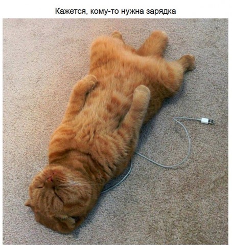 Кошки, способные растопить любое сердце