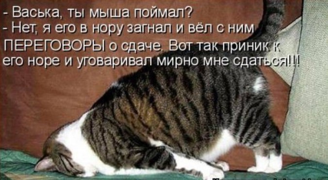 Свежая котоматрица