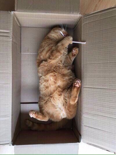 Любимое место дома у кота - это коробка