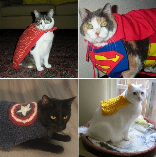 Супергеройские кошки