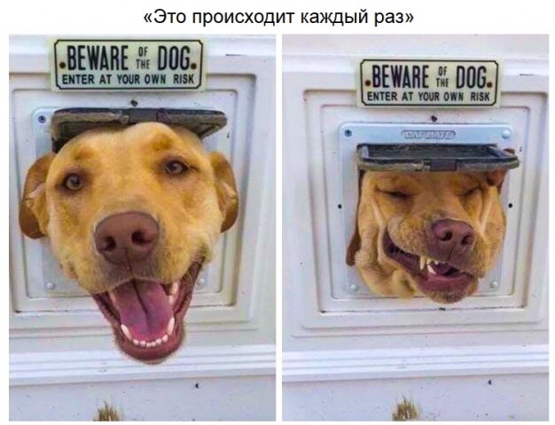 Забавные зверушки