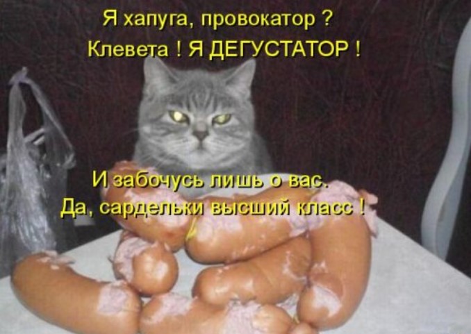 Котоматрица с юмором