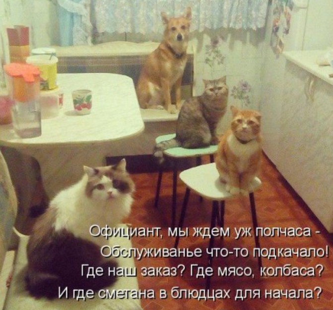 Свежая котоматрица