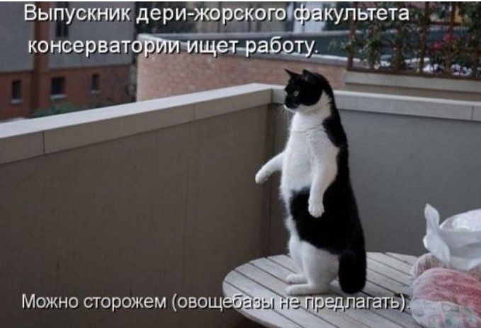 Свежая порция котоматрицы