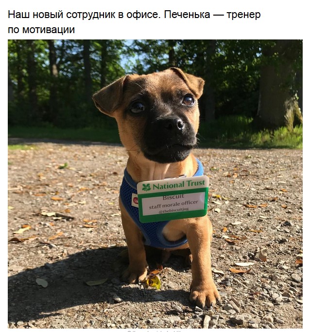Умиление от братьев меньших