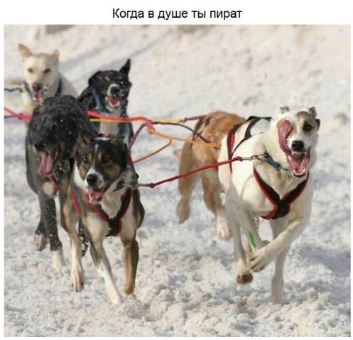 Забавные ситуации