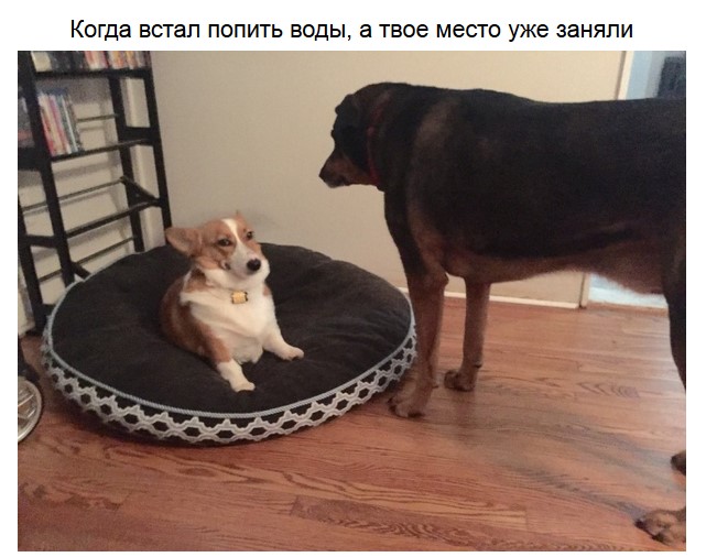 Эти забавные зверушки
